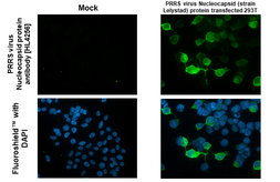 Anti-PRRS virus Nucleocapsid protein antibody [HL4256] used in Immunocytochemistry/ Immunofluorescence (ICC/IF). GTX643492